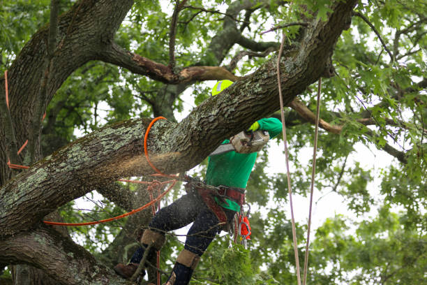 Chula Vista, TX Tree Removal Services Company