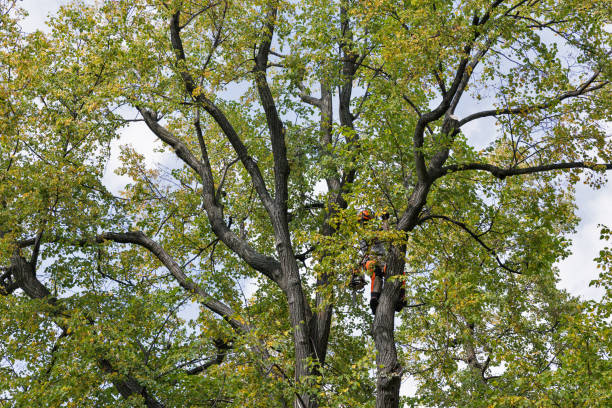 Leaf Removal in Chula Vista, TX