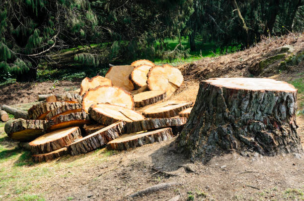 Best Emergency Tree Removal  in Chula Vista, TX